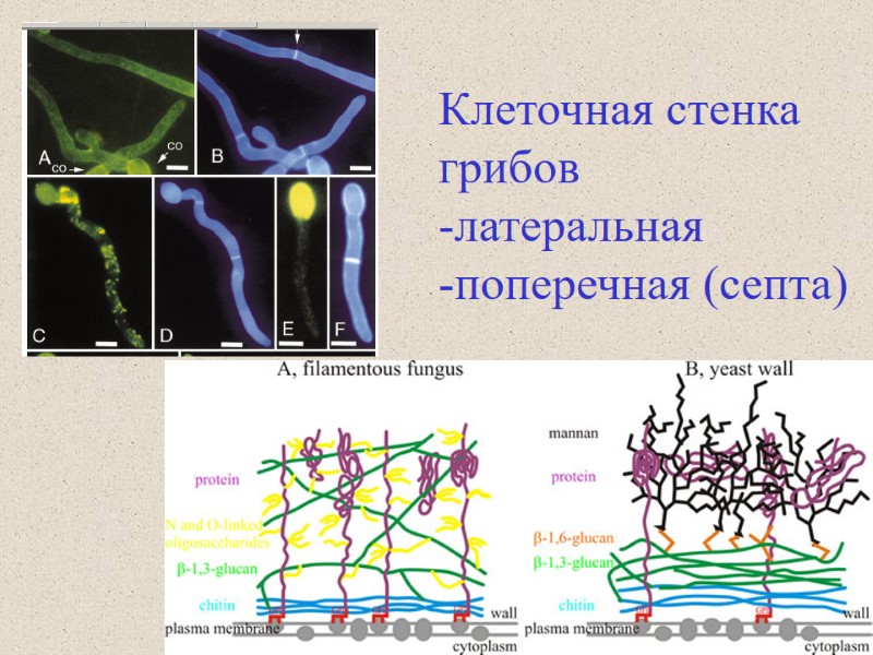 Клеточная стенка грибов  -латеральная  -поперечная (септа)